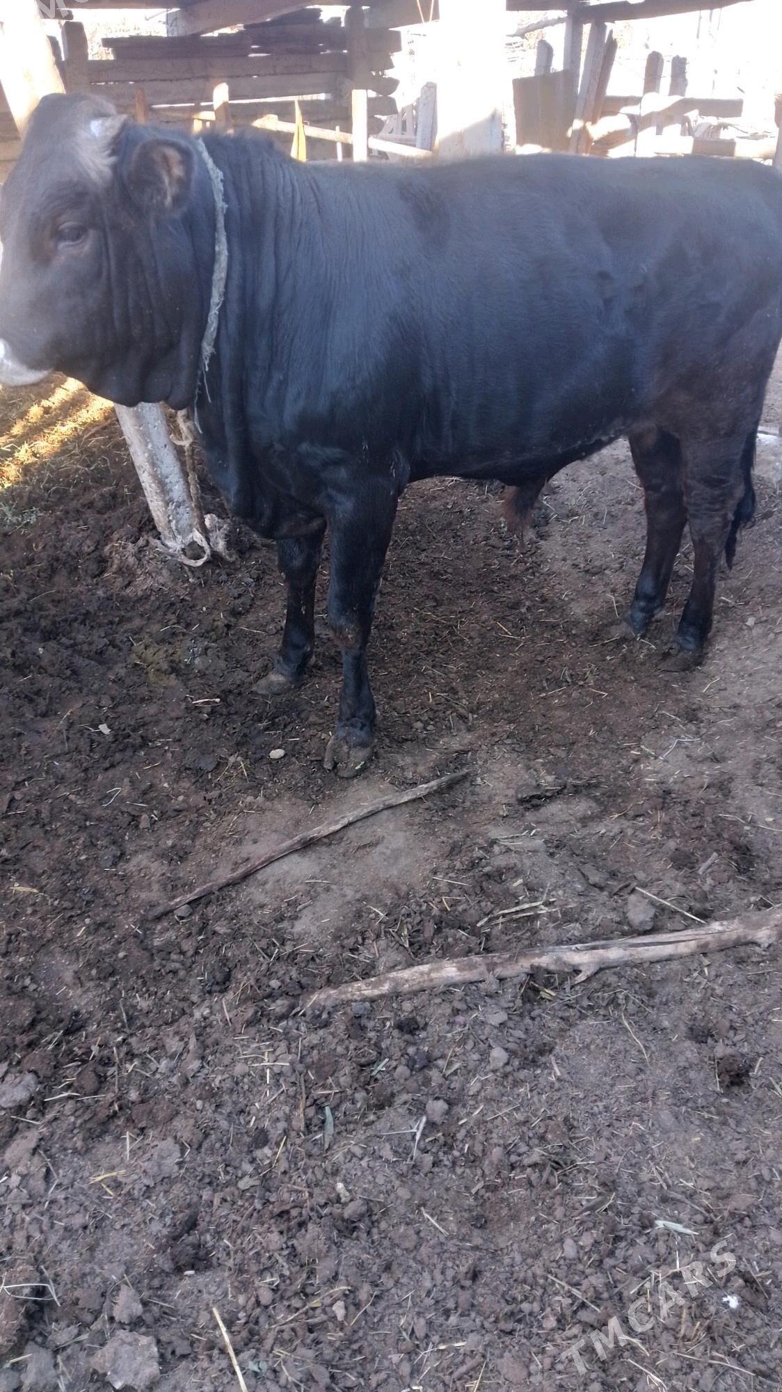 okuz - Ak bugdaý etraby - img 6