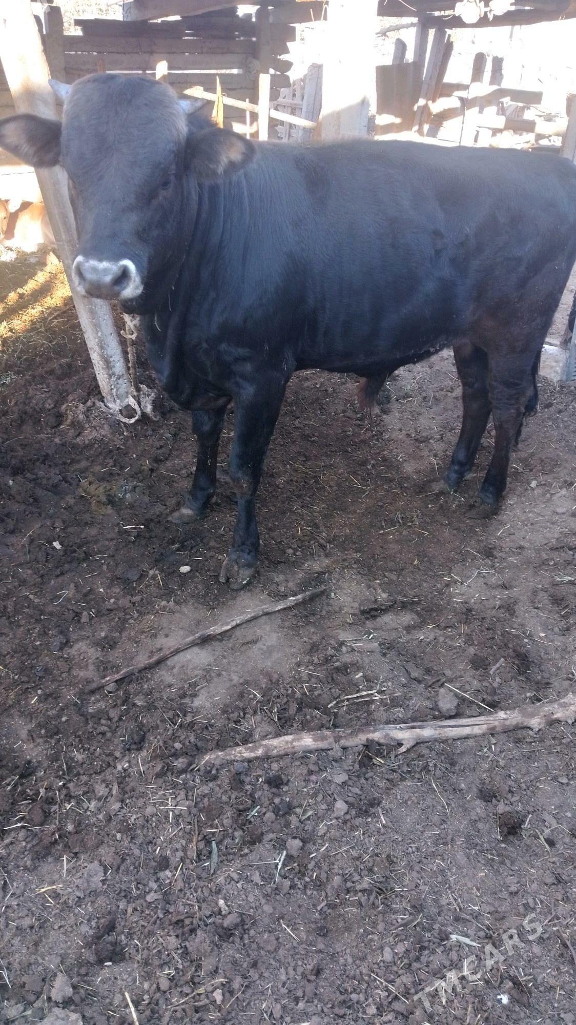 okuz - Ak bugdaý etraby - img 5