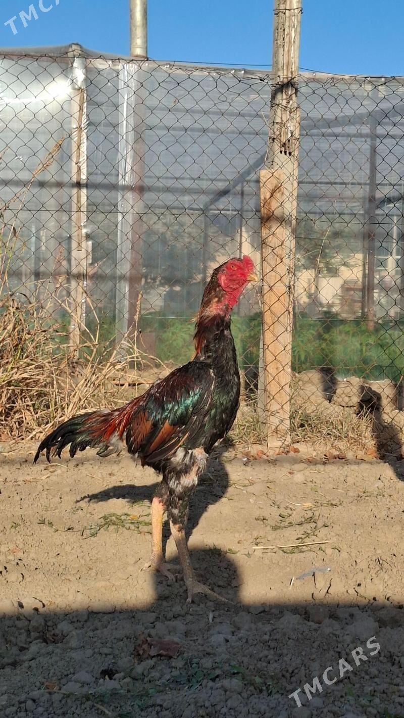 Taskent horoz - Gypjak - img 2