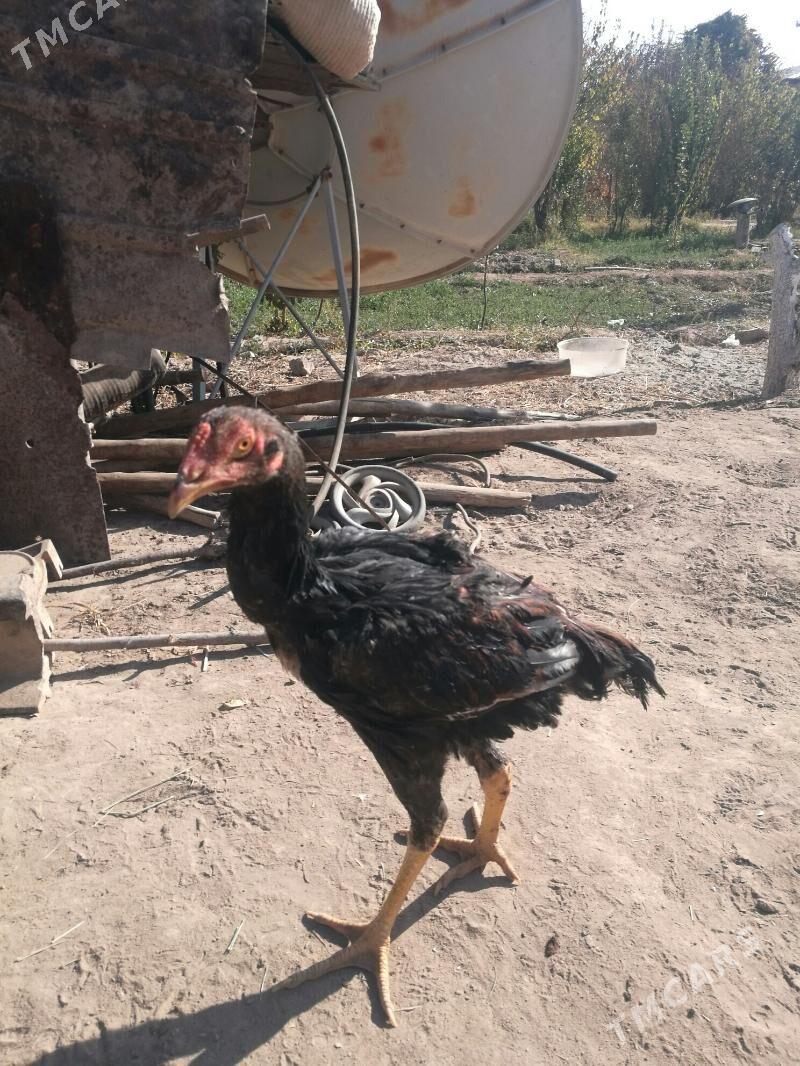 baýso - Дянев - img 2