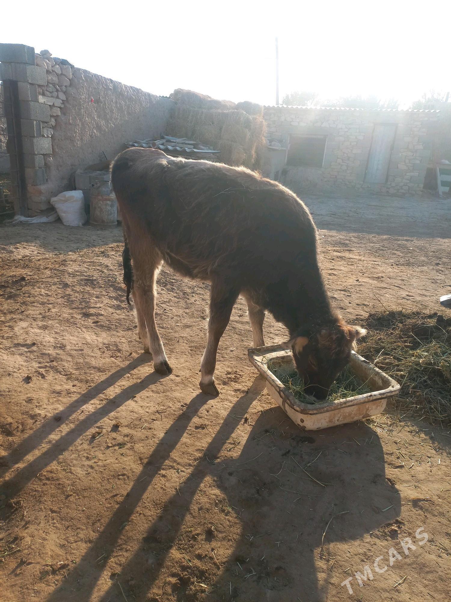 Sygyr Tuwe - Gyzylarbat - img 1