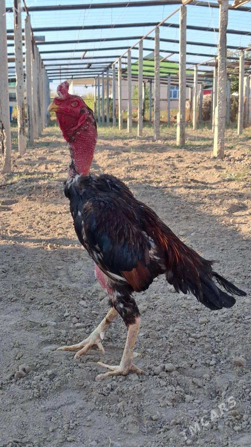 Taskent horoz - Gypjak - img 1