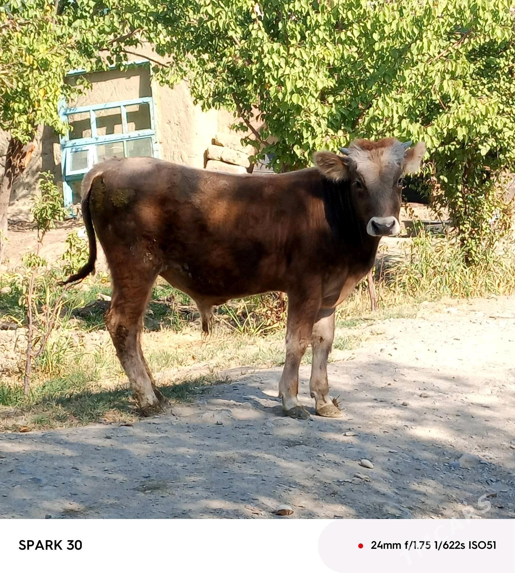 öküz - Bäherden - img 3