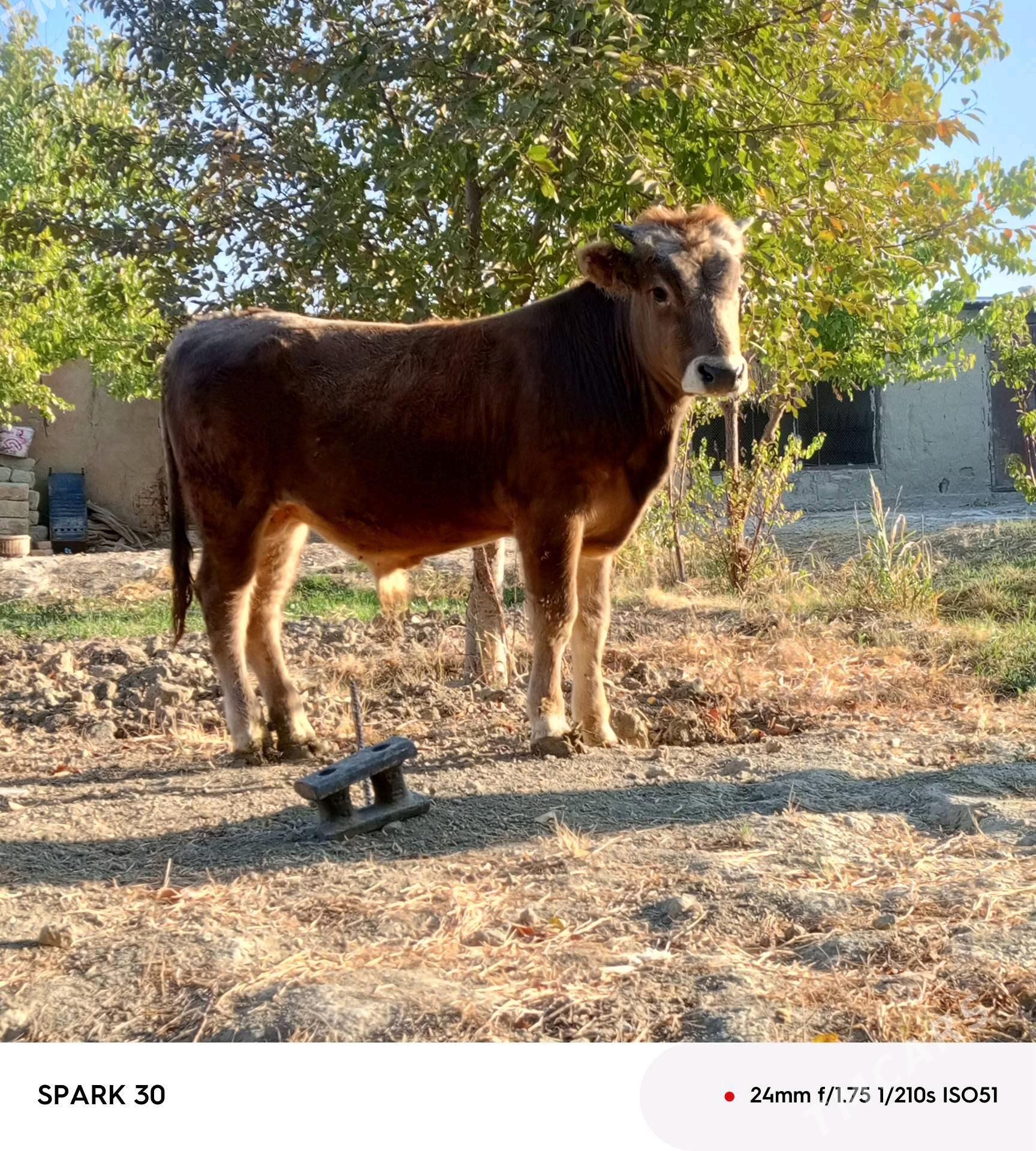 öküz - Bäherden - img 1