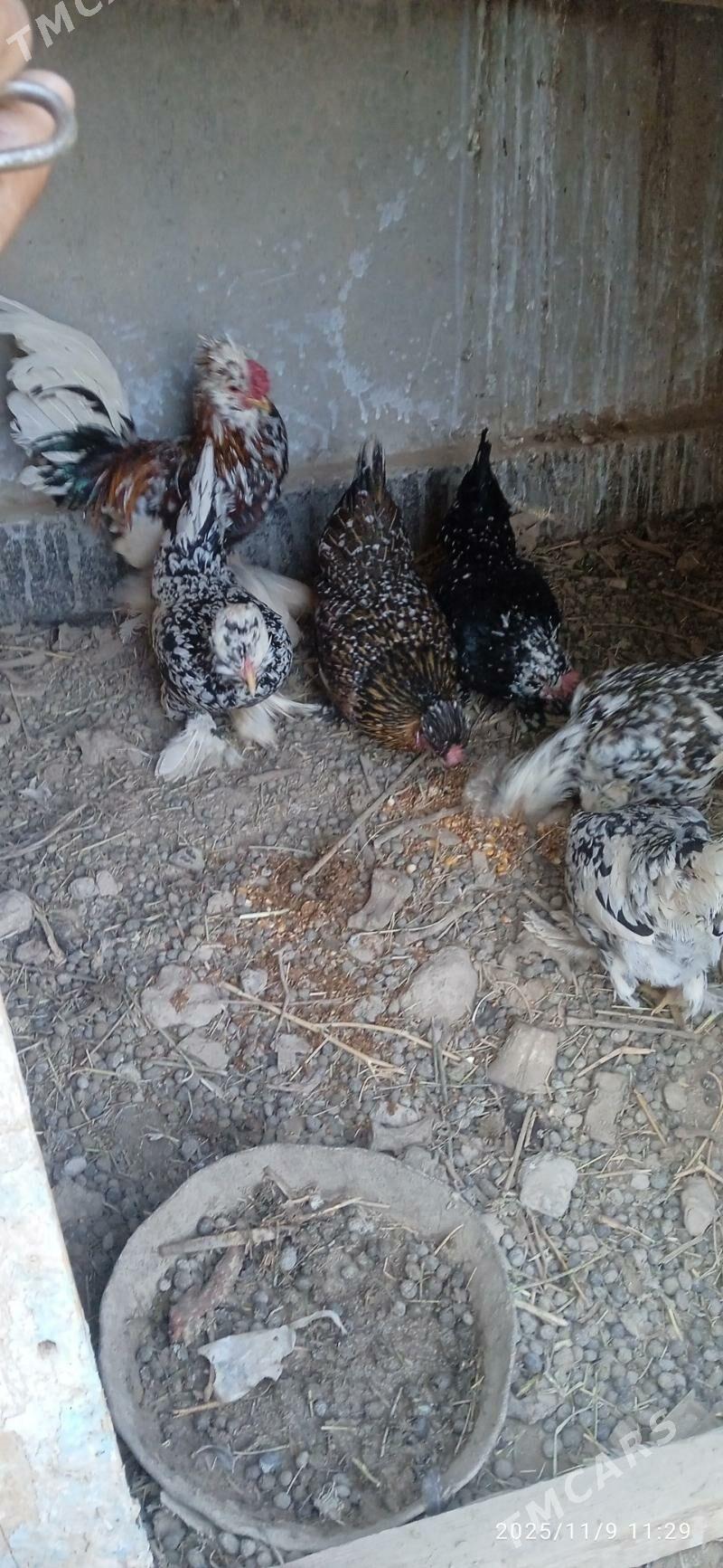 karlik - Türkmenabat - img 2