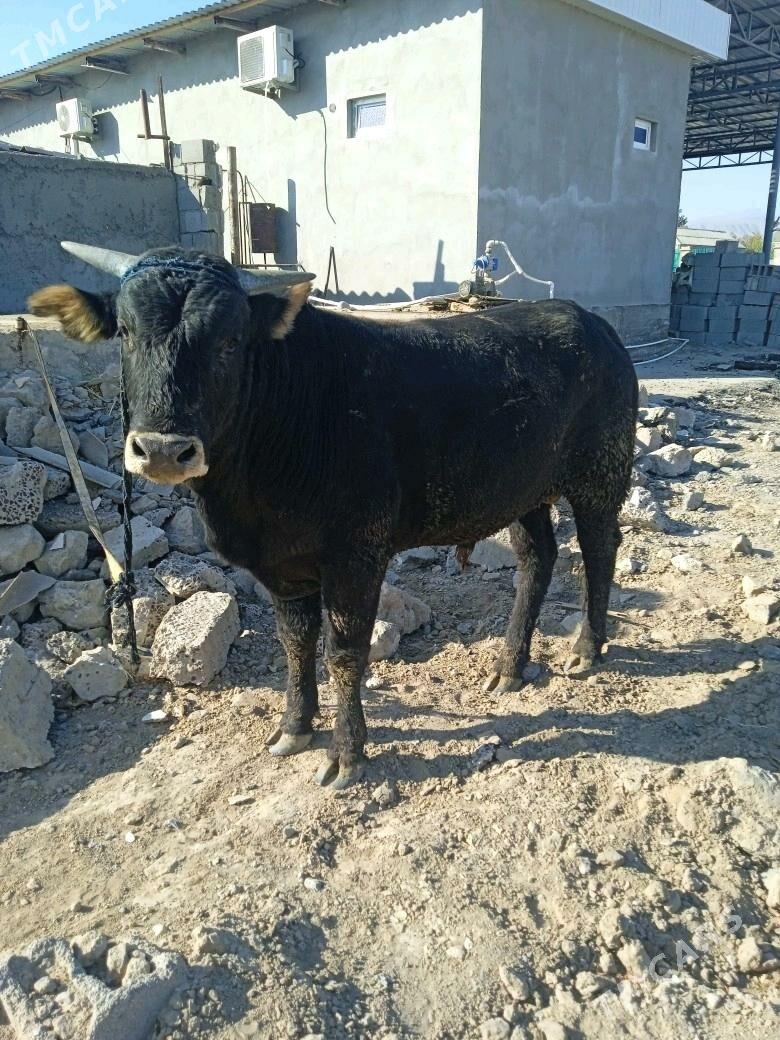 öküz - Aşgabat - img 2