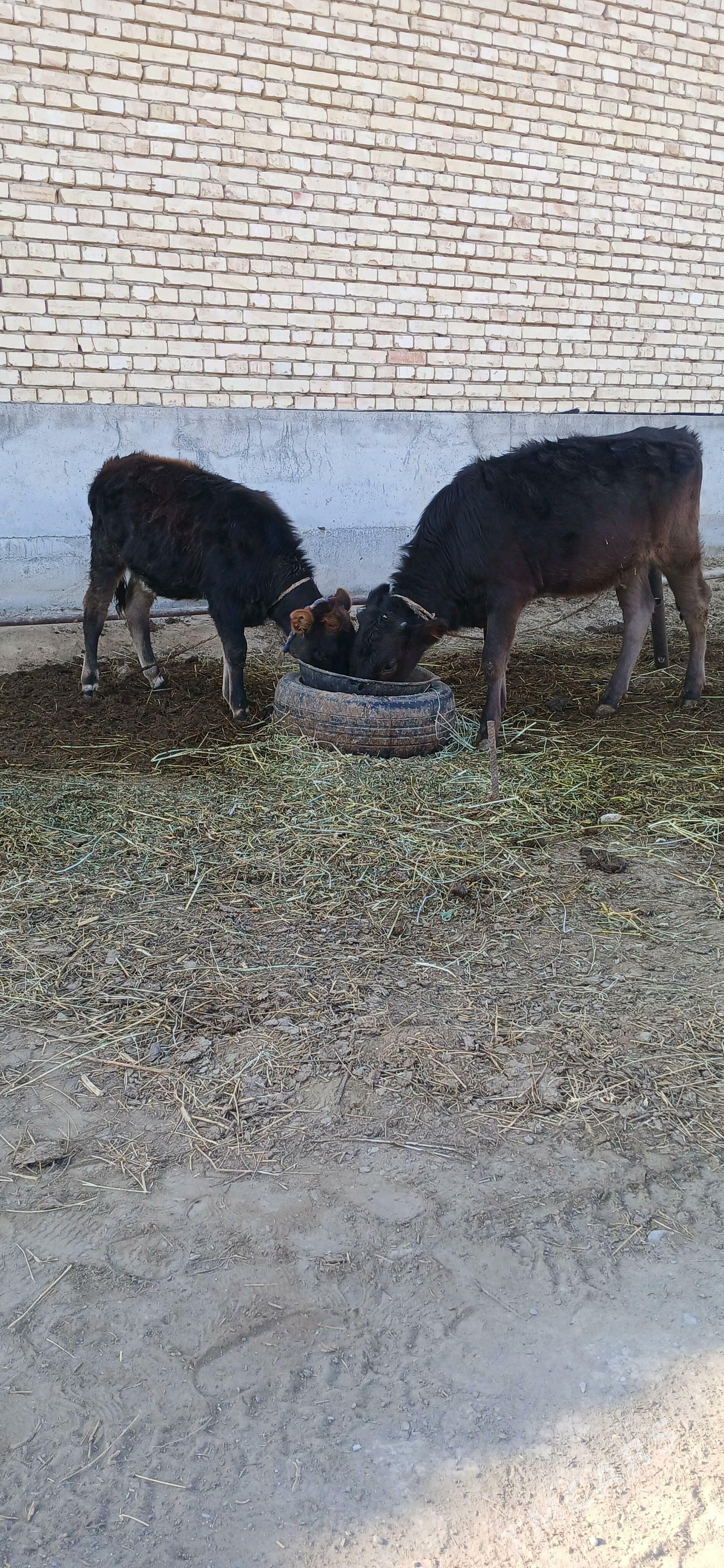 Goleler - Гёкдепе - img 3