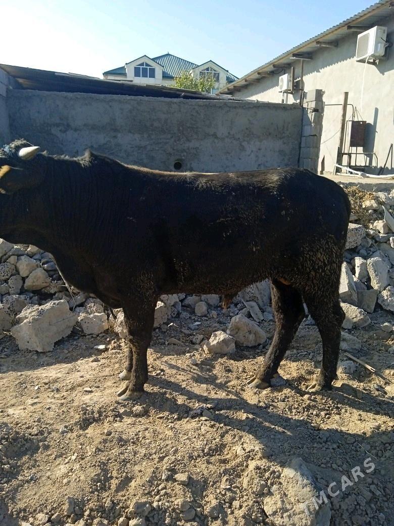 öküz - Aşgabat - img 3