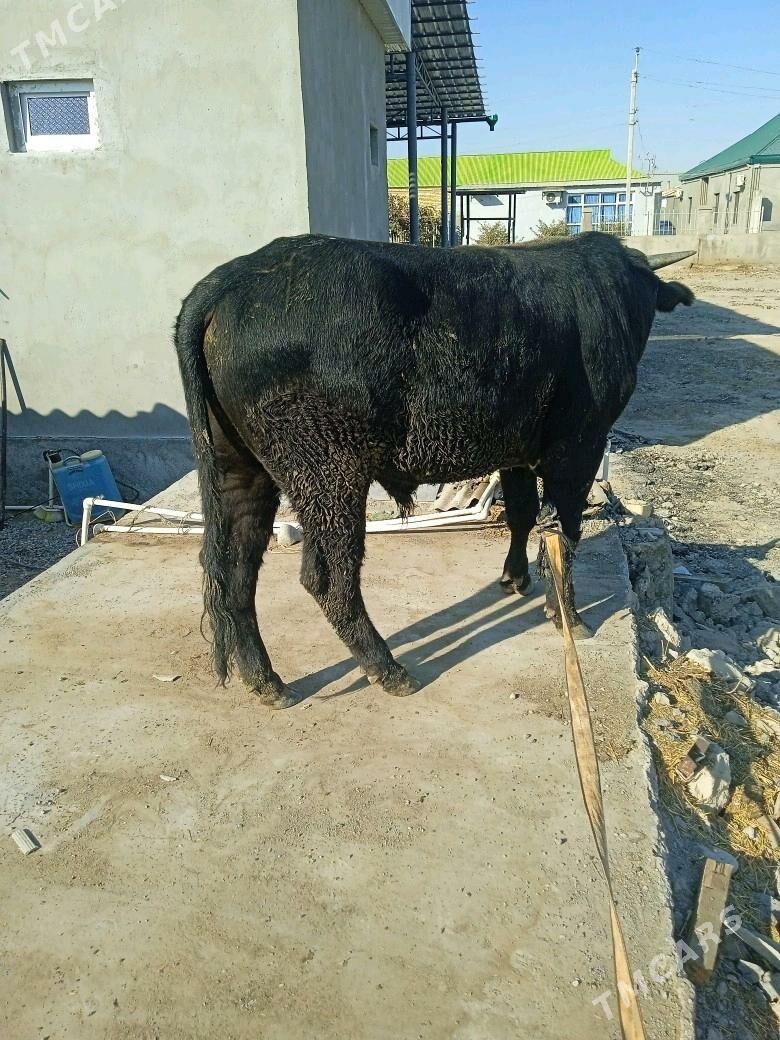 öküz - Aşgabat - img 5