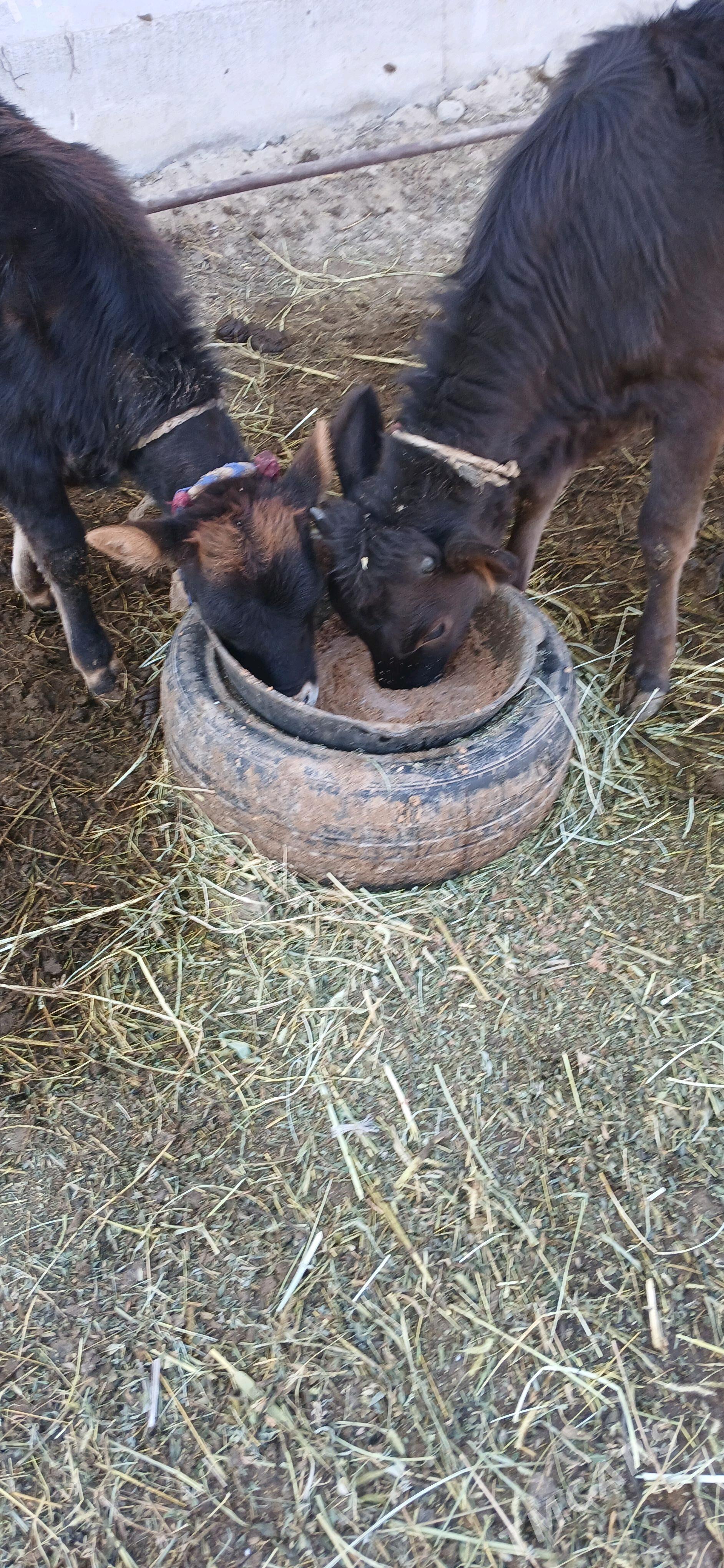 Goleler - Гёкдепе - img 1