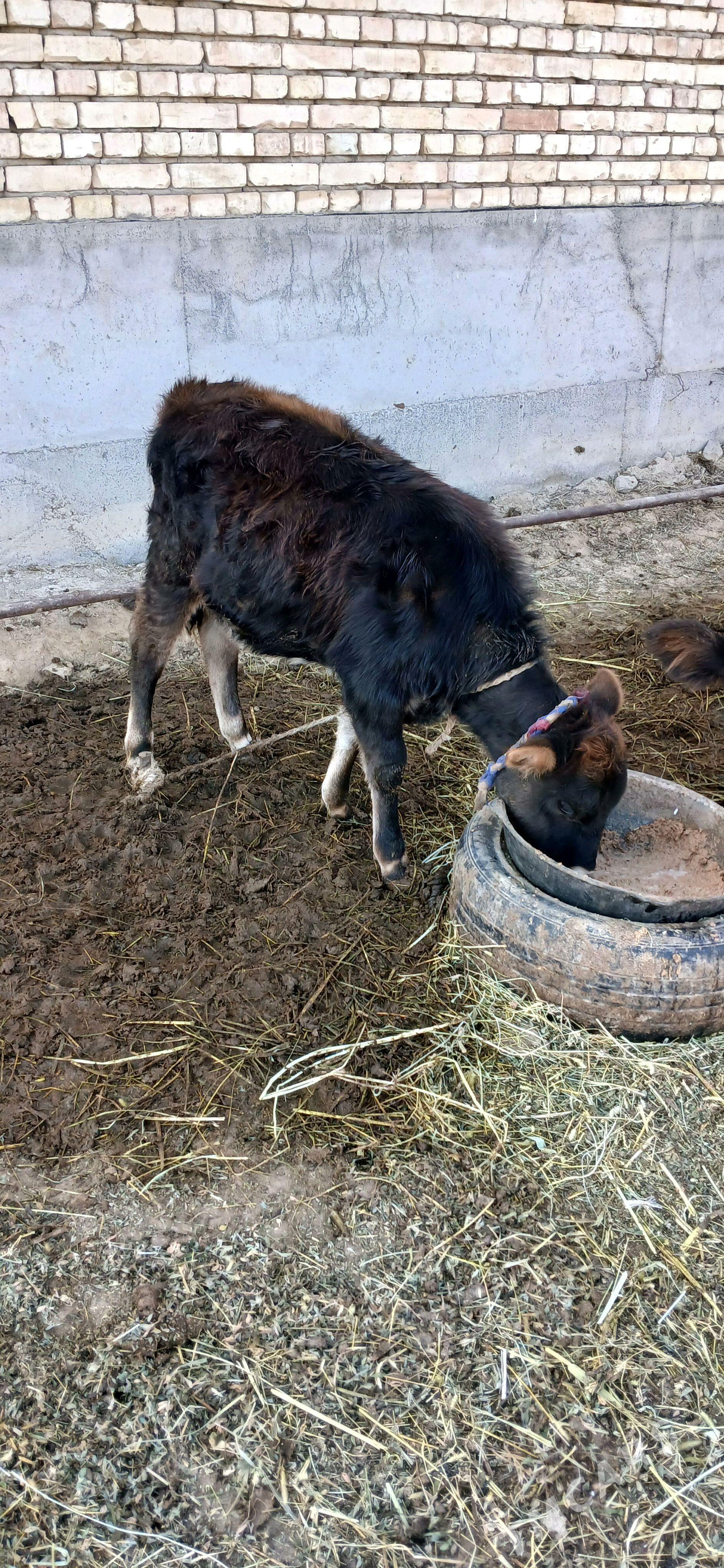 Goleler - Гёкдепе - img 4