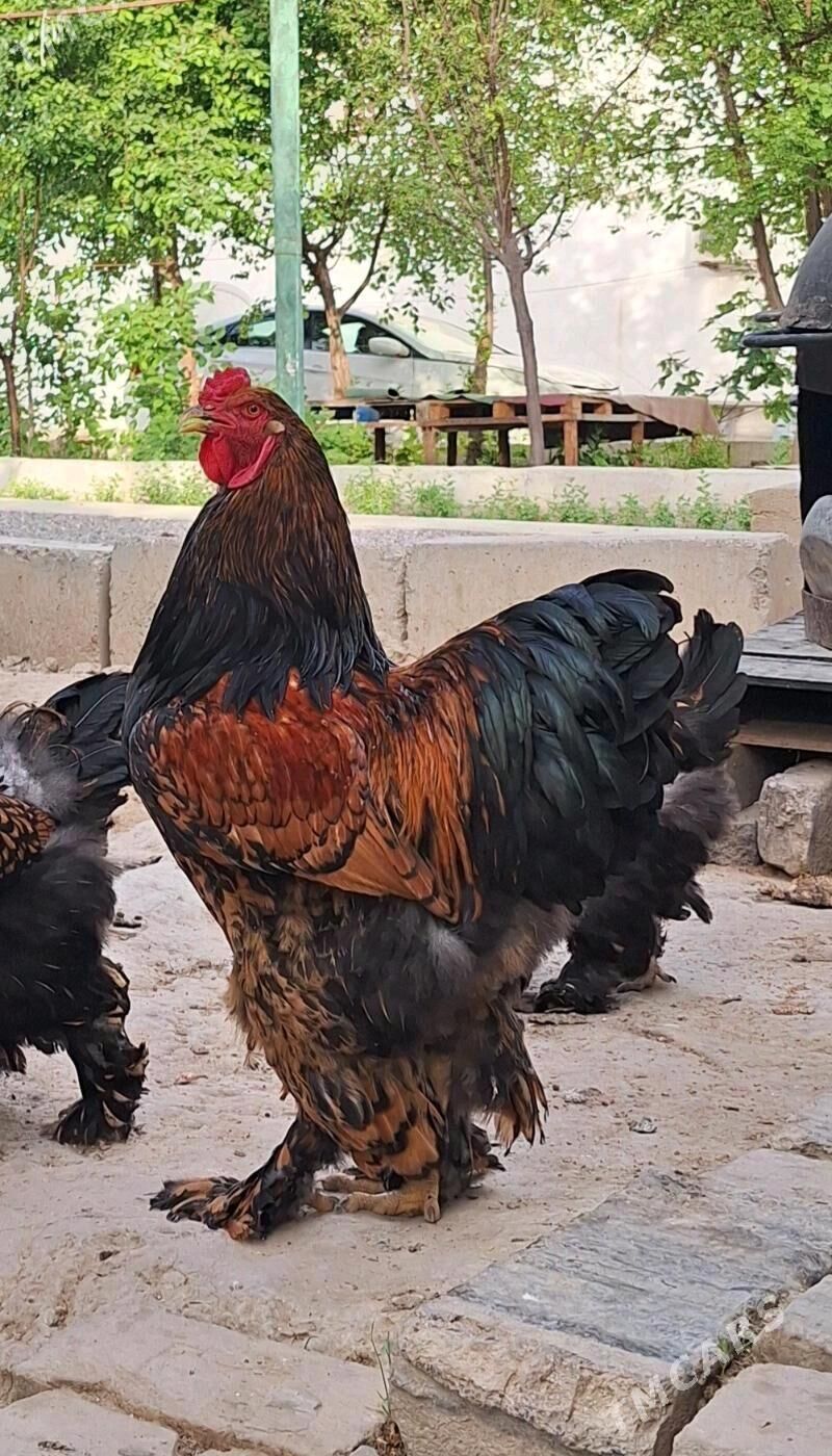 brama laset - Кака - img 6