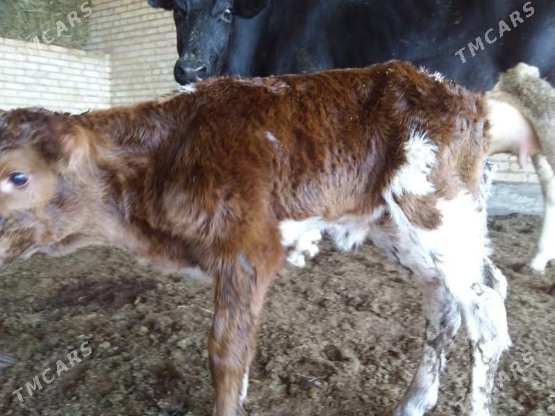 TAZE DOGAN MAL - Çärjew - img 2