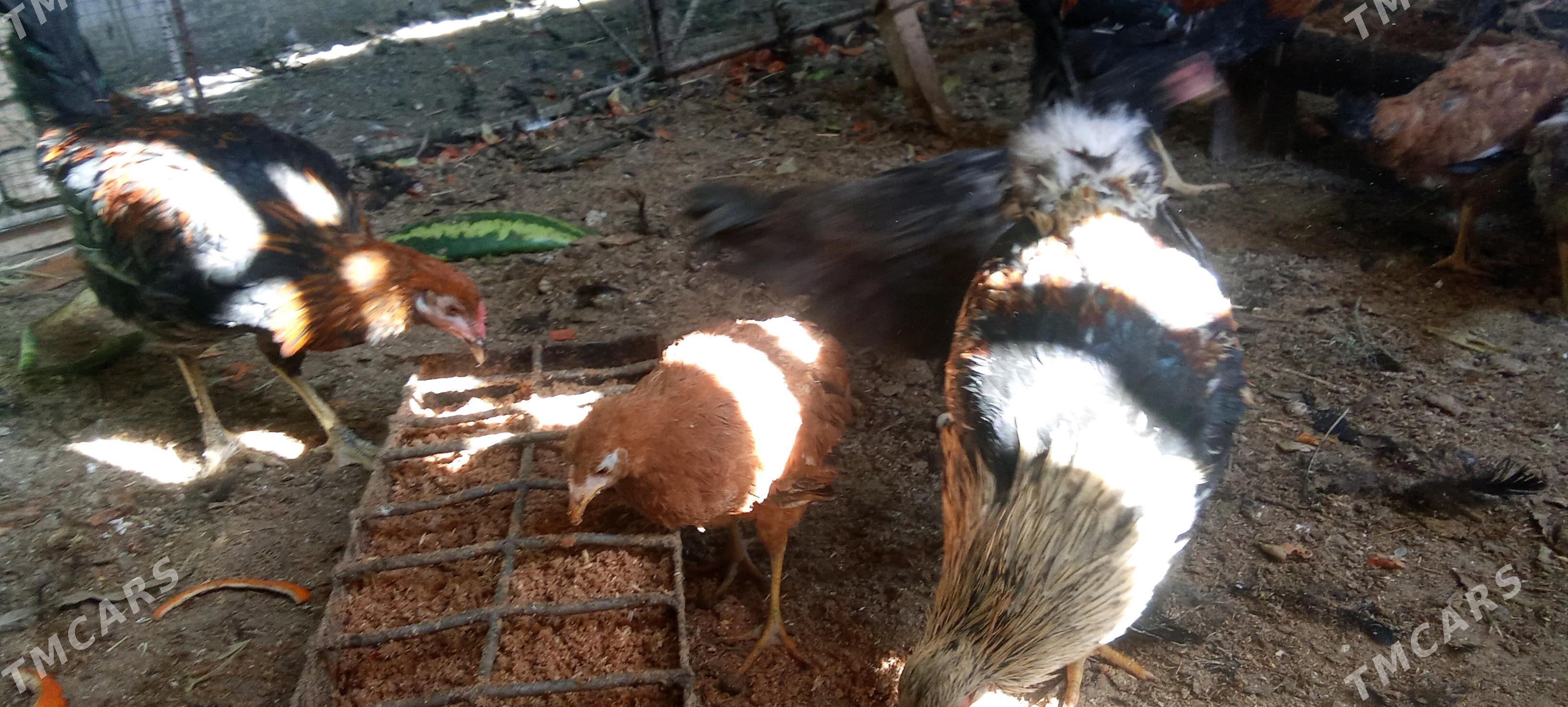 tovuk jujeler - Çärjew - img 1