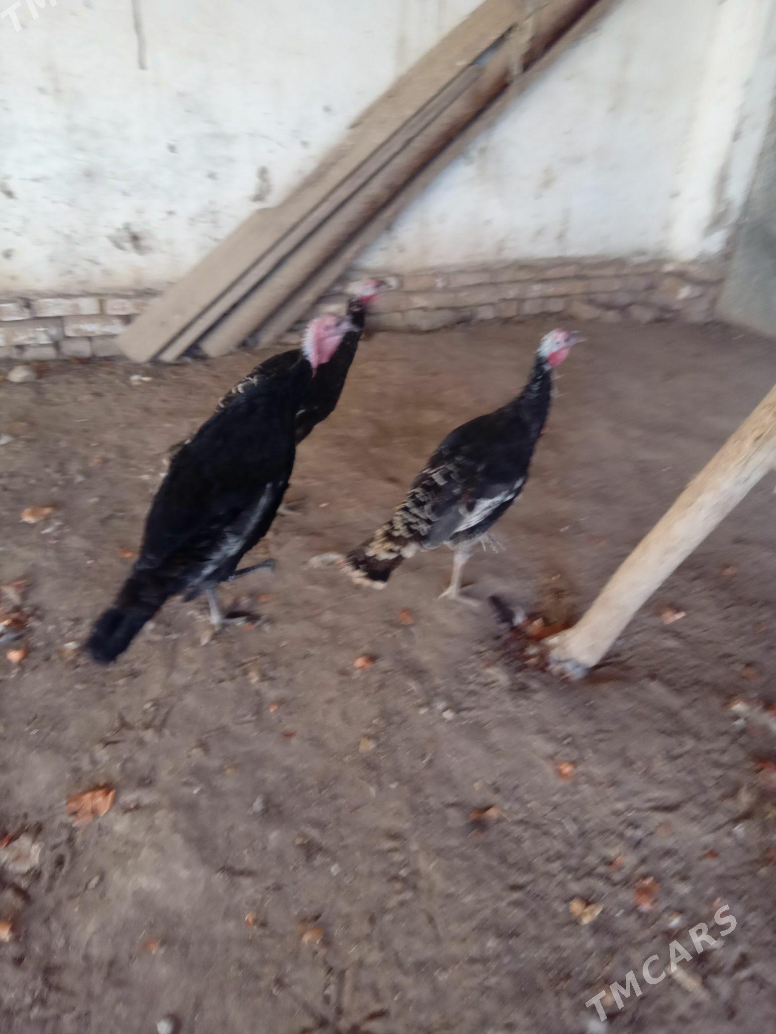 индук - Şabat etr. - img 1