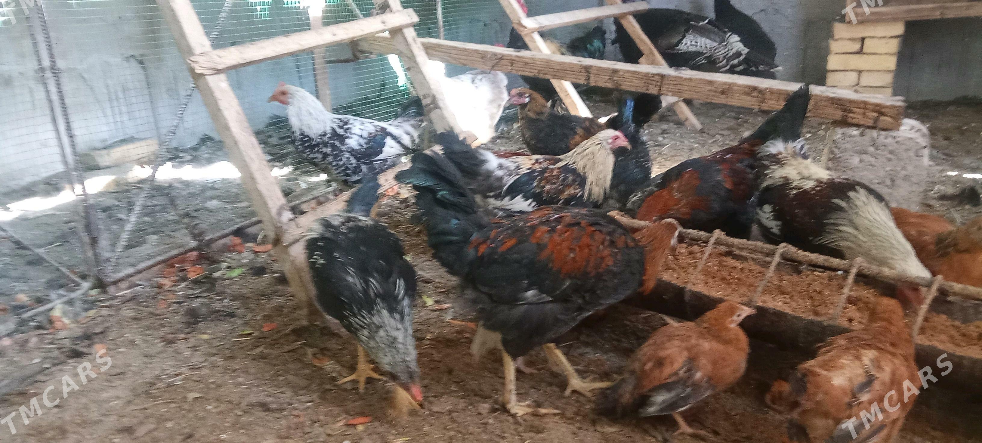 tovuk jujeler - Çärjew - img 3