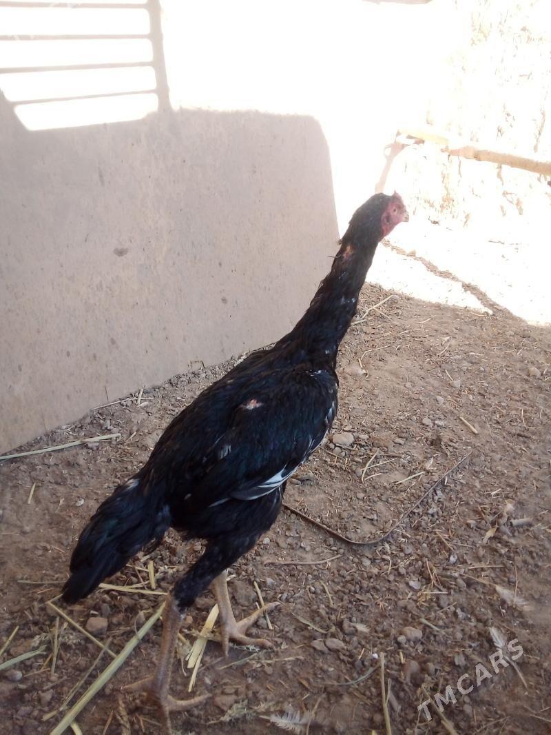 хораз жужа - Daşoguz - img 2