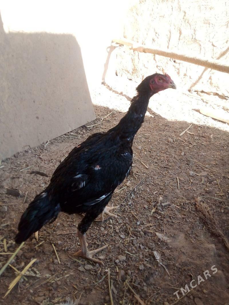 хораз жужа - Daşoguz - img 3