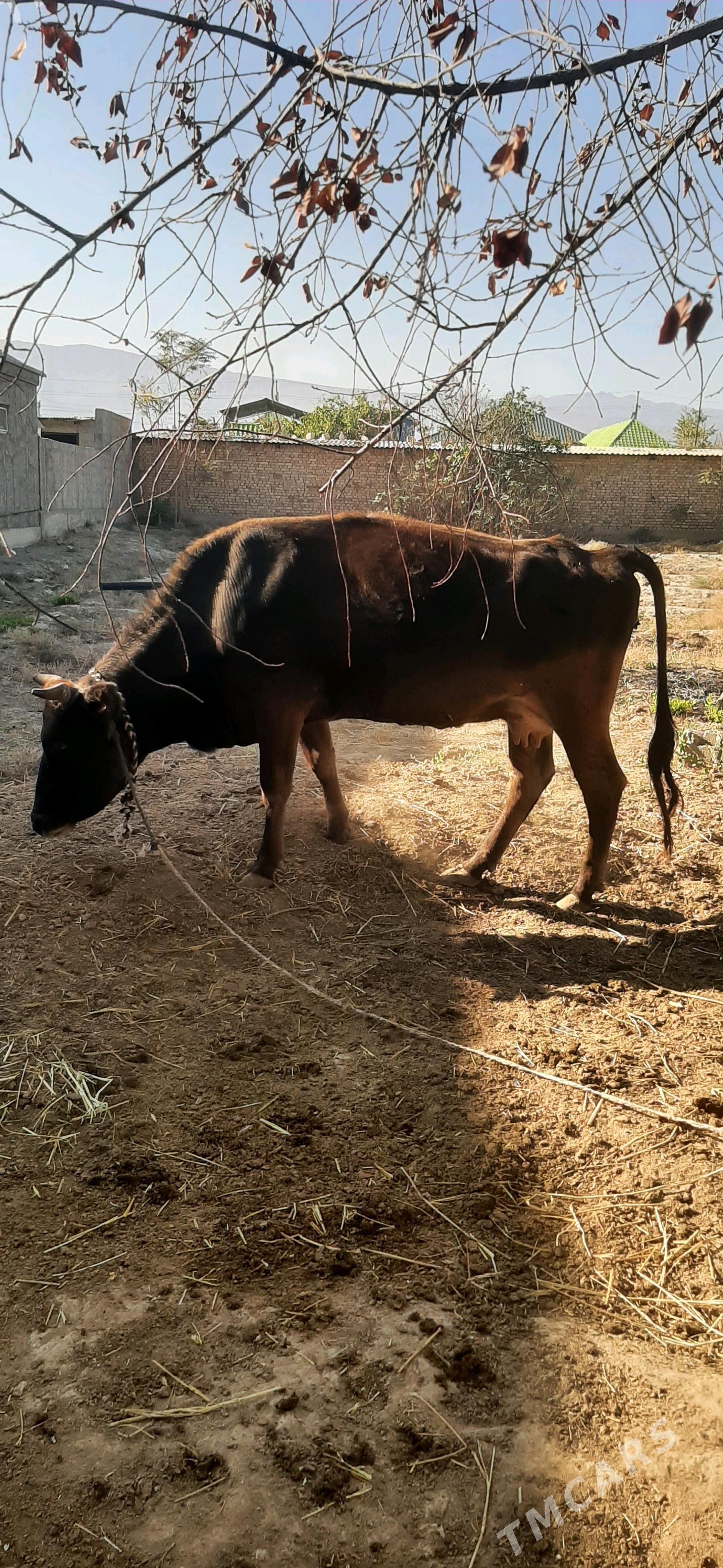 Sygyr - Бахарден - img 1