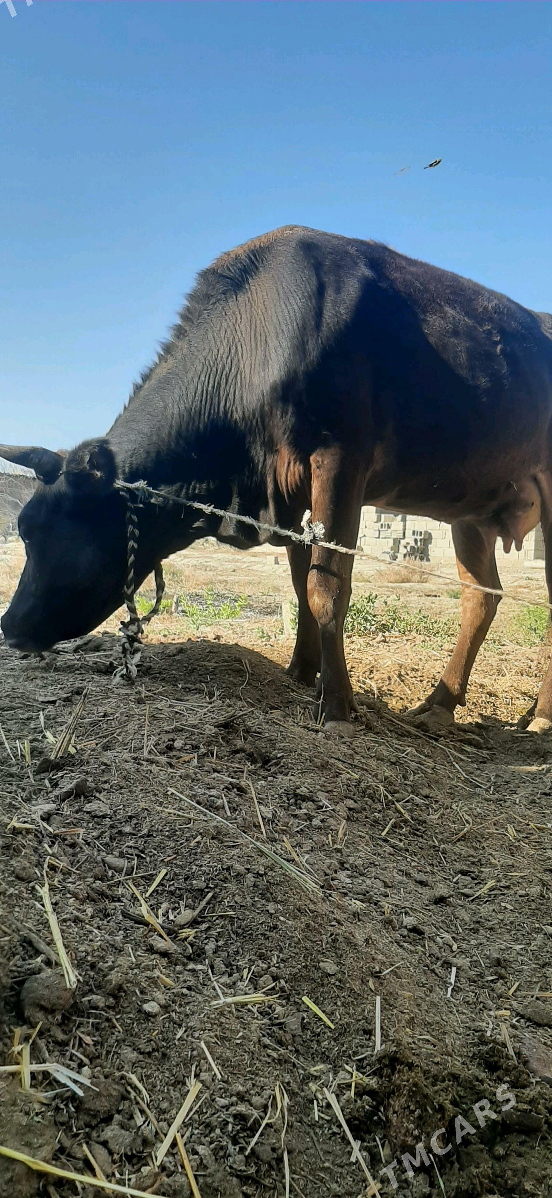 Sygyr - Бахарден - img 2