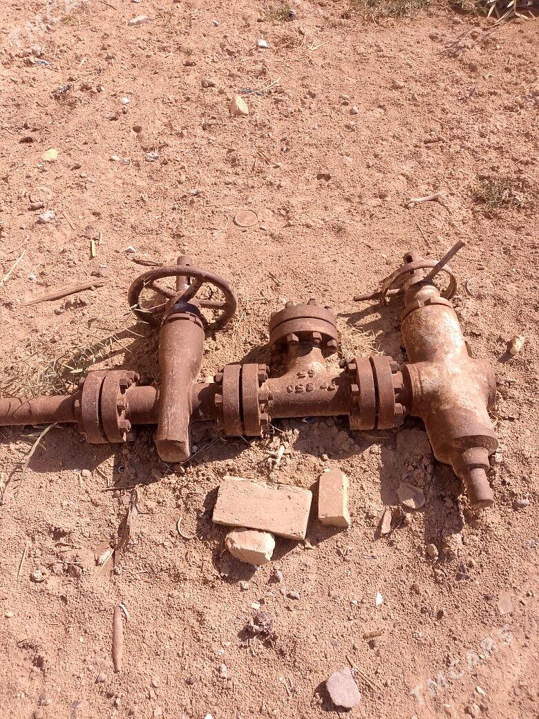 kyrant - Sakarçäge - img 2