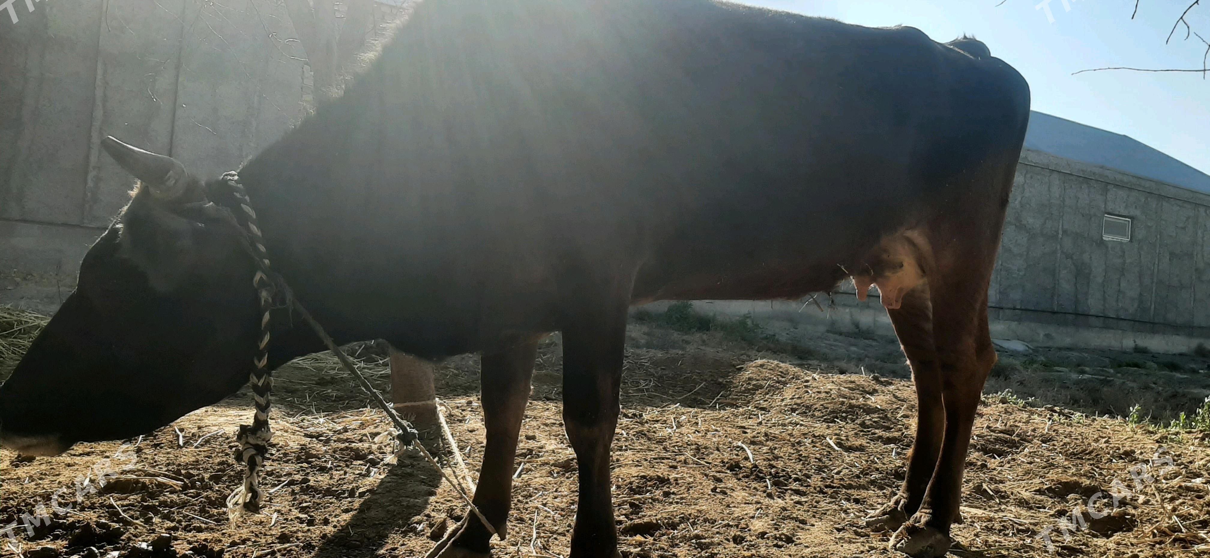 Sygyr - Бахарден - img 3