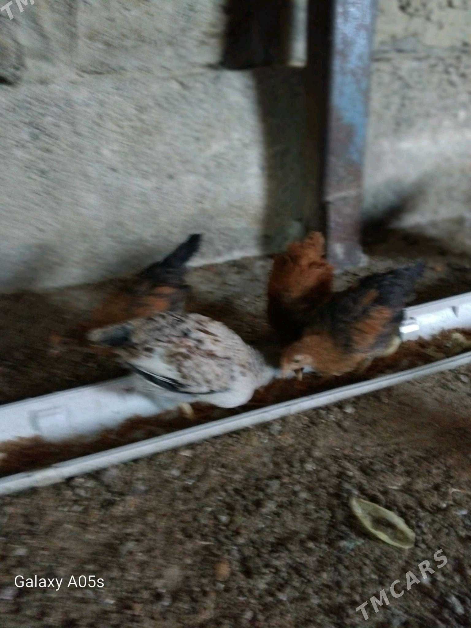 juyje - Гёкдепе - img 1