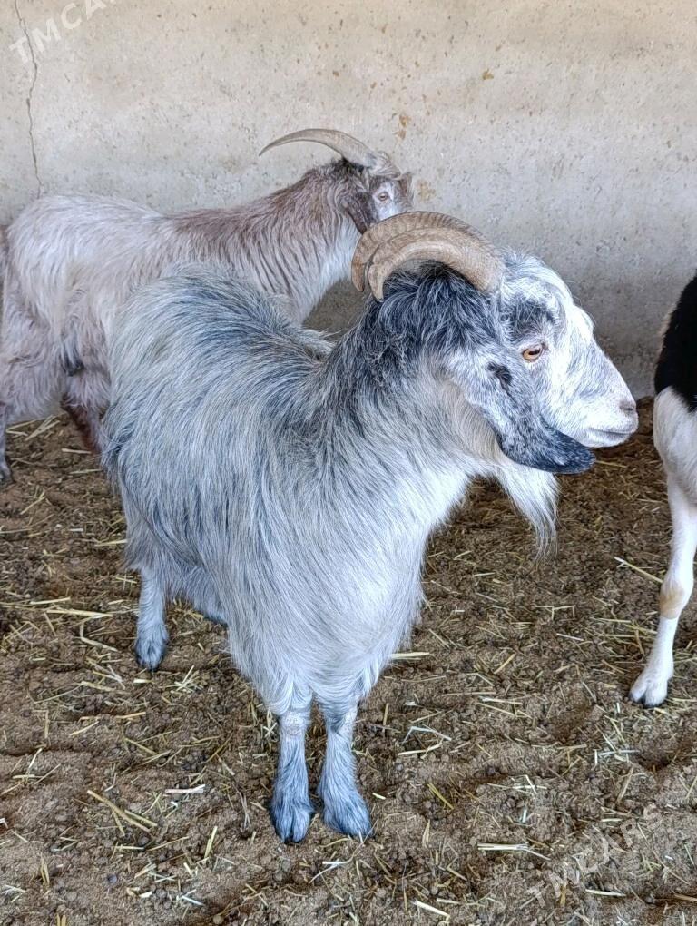 Semiz Geçi - Bagyr - img 2