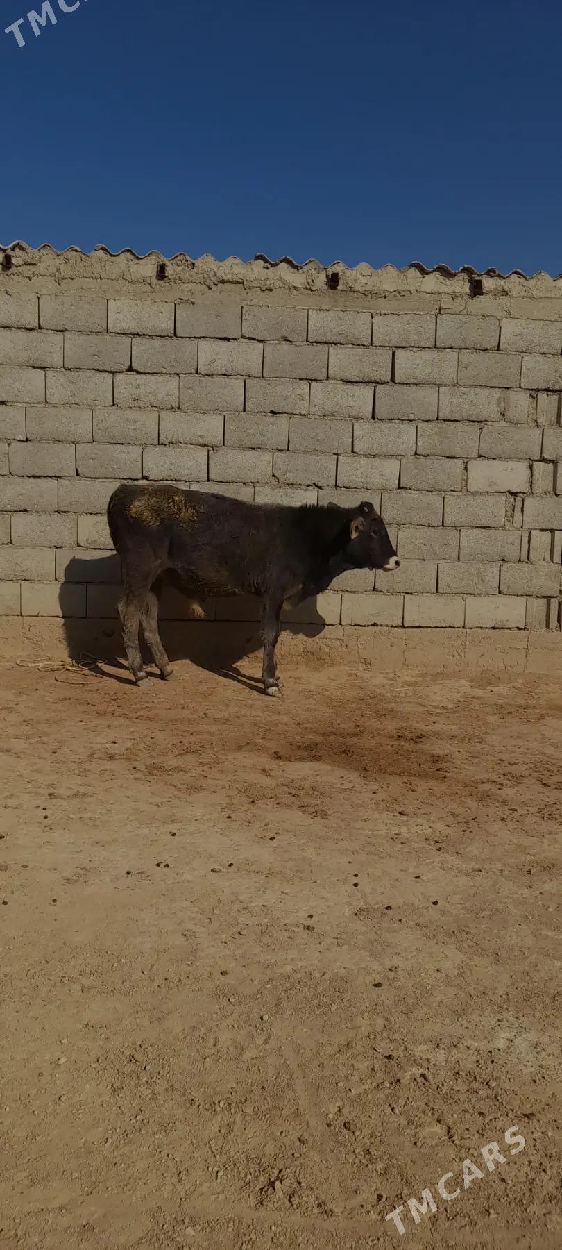 gole - Gyzylarbat - img 9