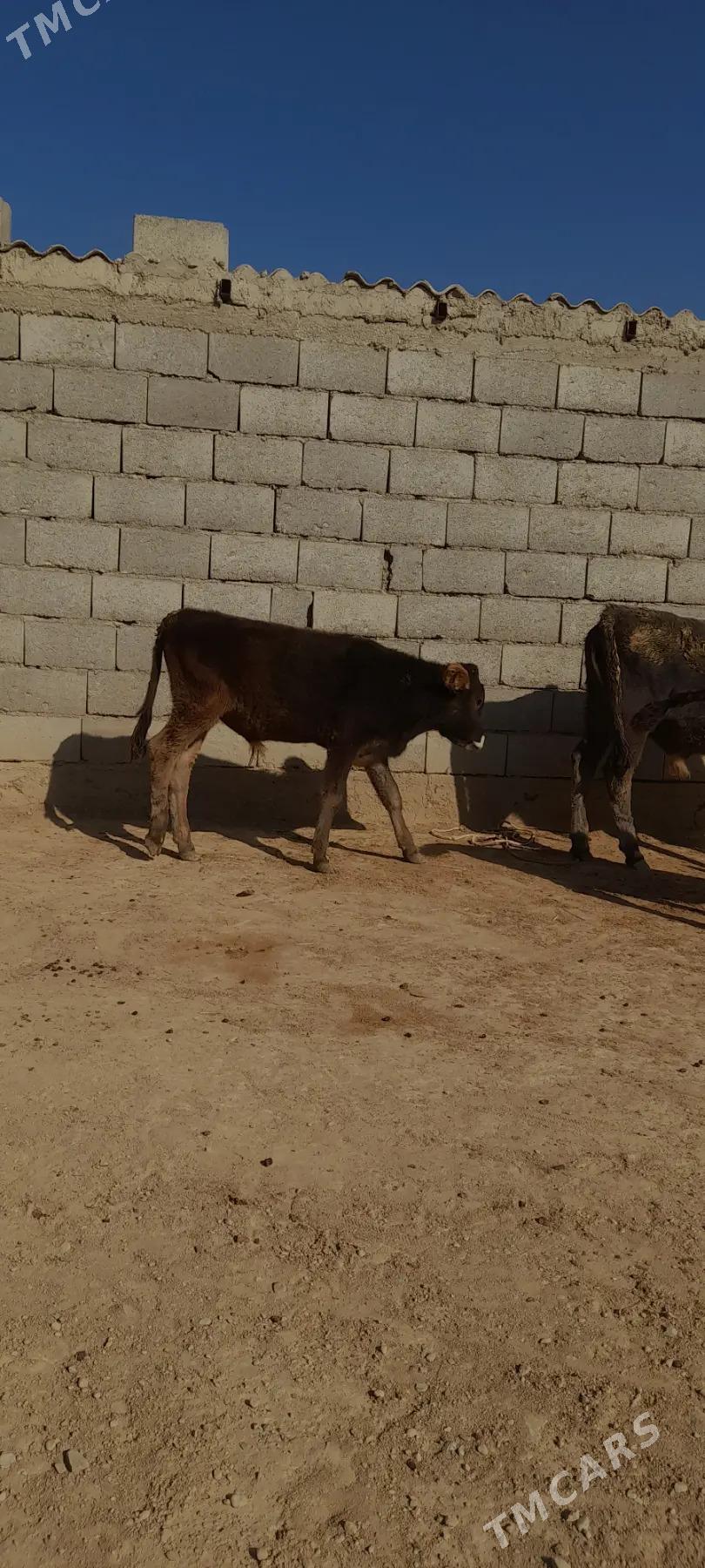 gole - Gyzylarbat - img 6