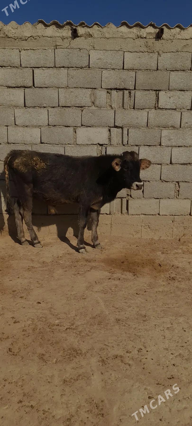 gole - Gyzylarbat - img 2