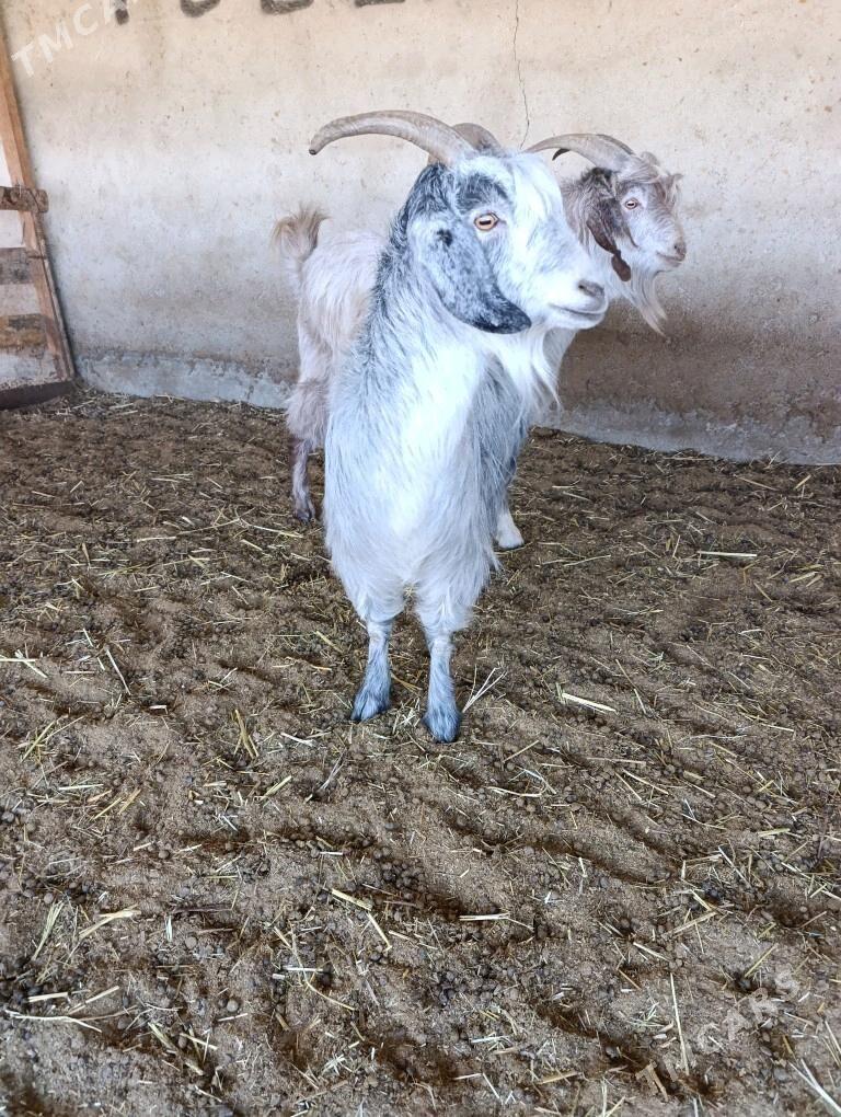 Semiz Geçi - Bagyr - img 3