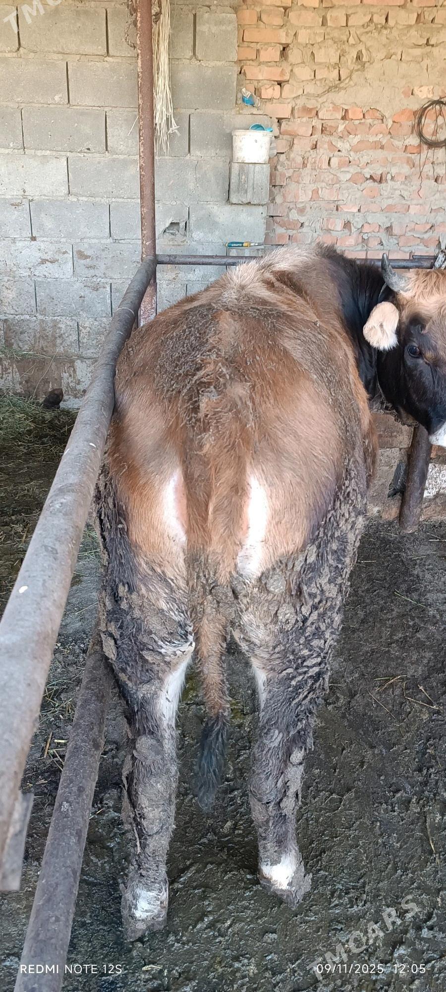 tuwe - Бахарден - img 1