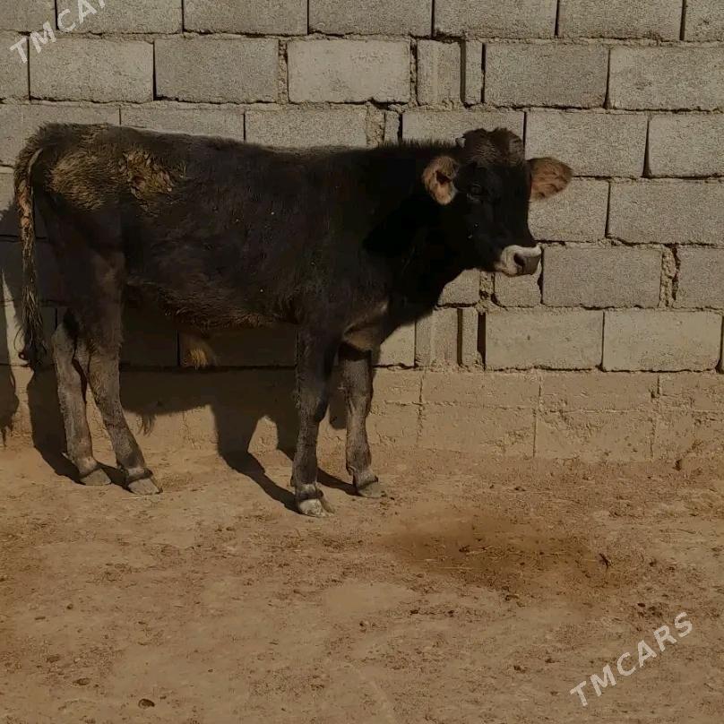 gole - Gyzylarbat - img 1