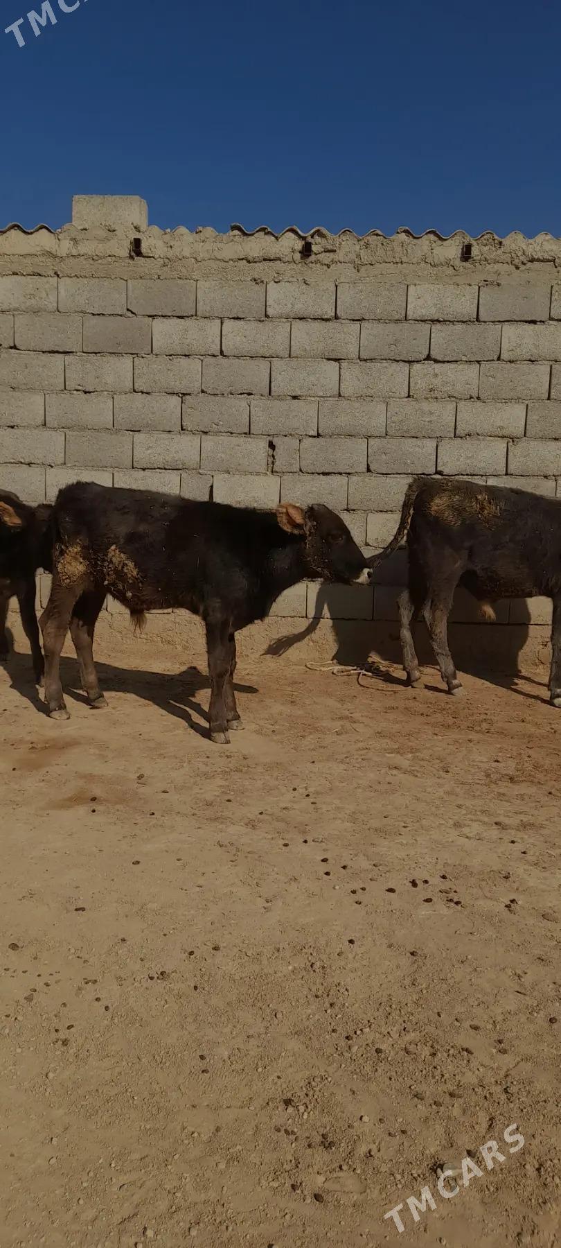 gole - Gyzylarbat - img 5