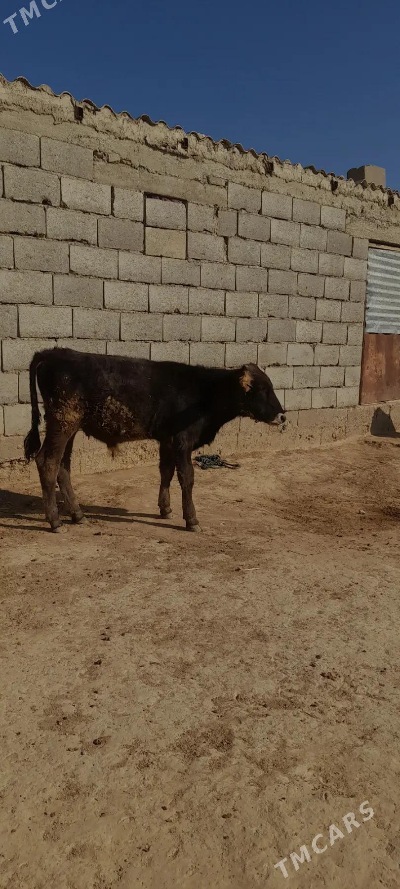 gole - Gyzylarbat - img 3