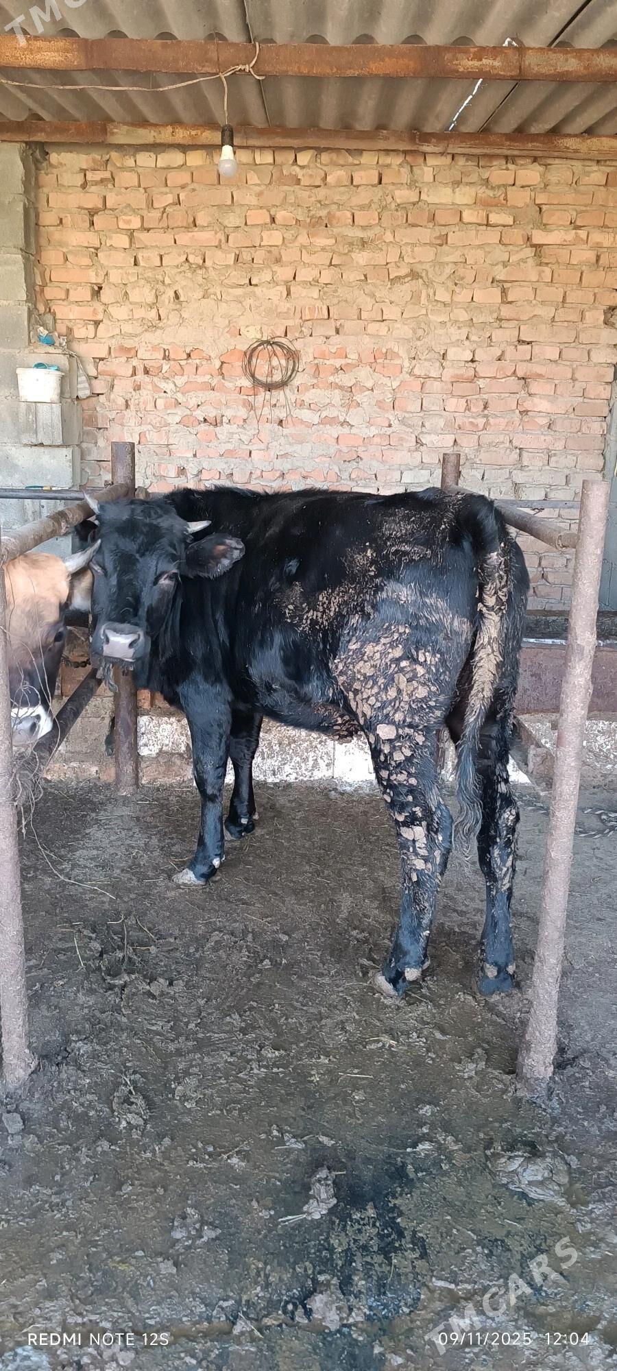 tuwe - Бахарден - img 3