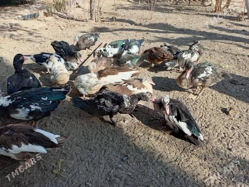 muskus ordeklar - Türkmenabat - img 4