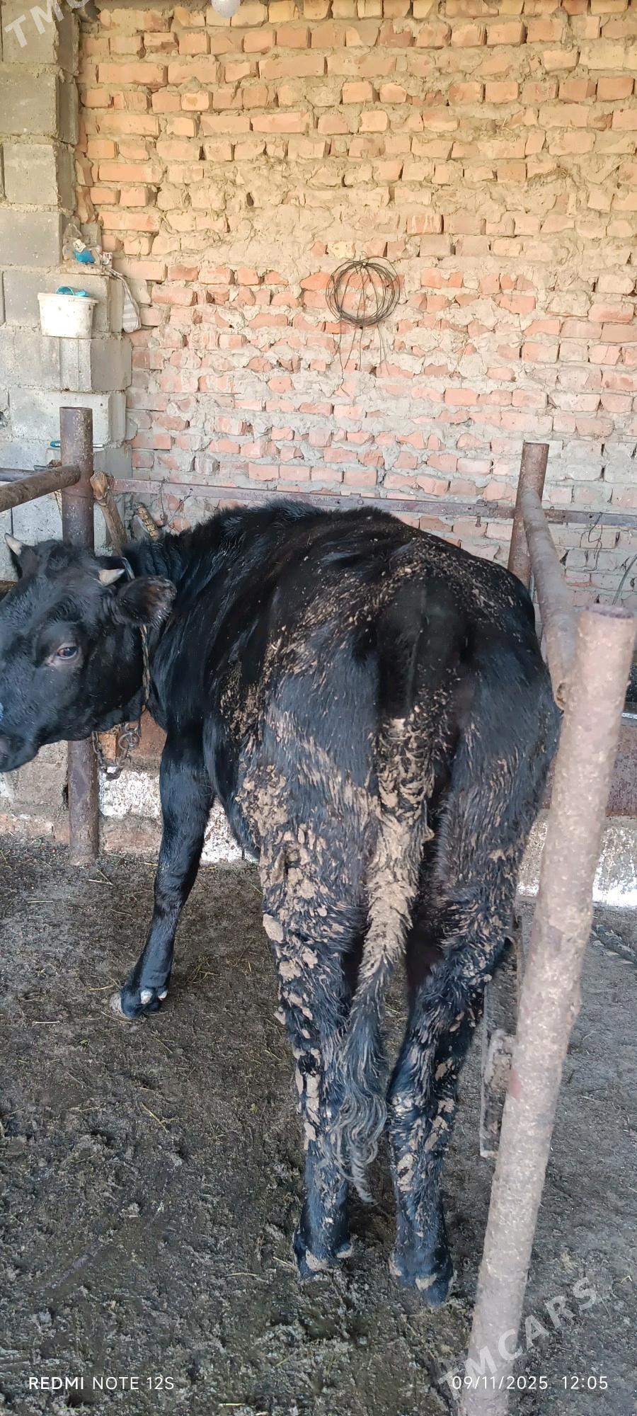 tuwe - Бахарден - img 2