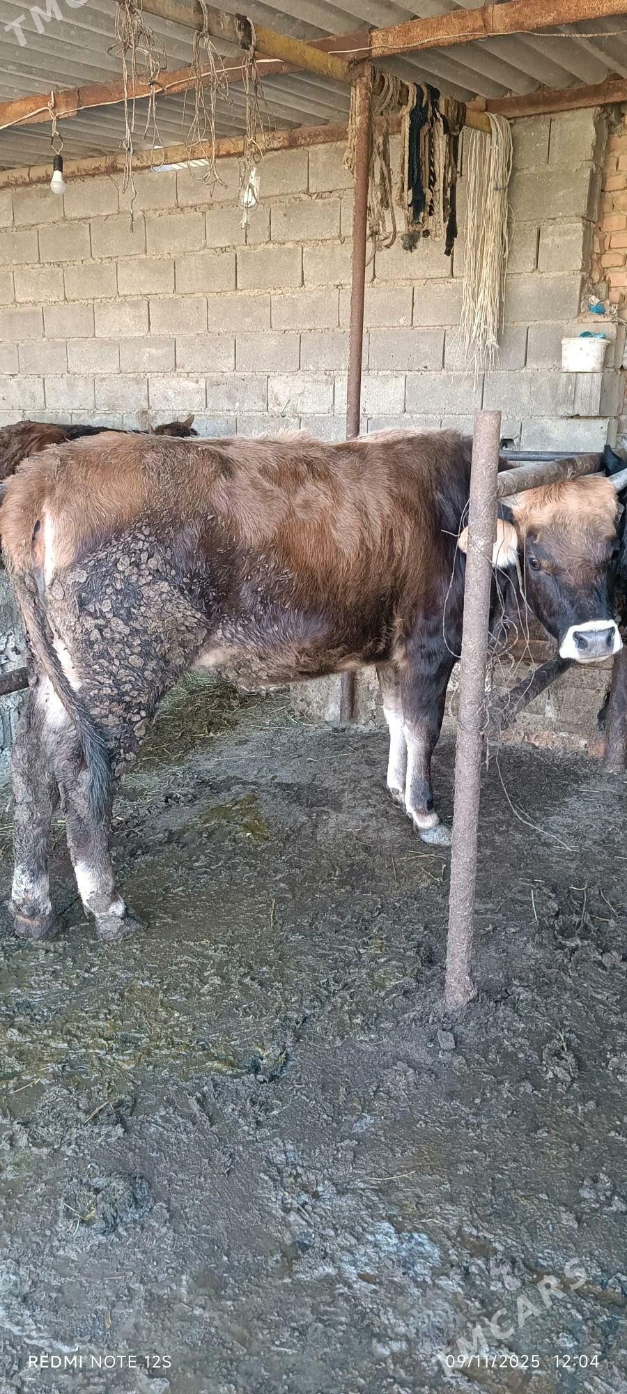 tuwe - Бахарден - img 4