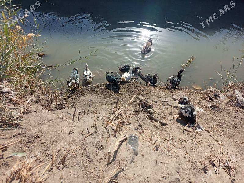 muskus ordeklar - Türkmenabat - img 2