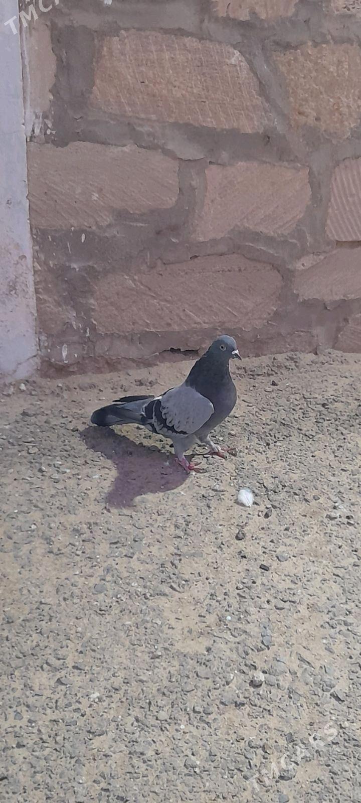 kepderi - Gyzylarbat - img 1