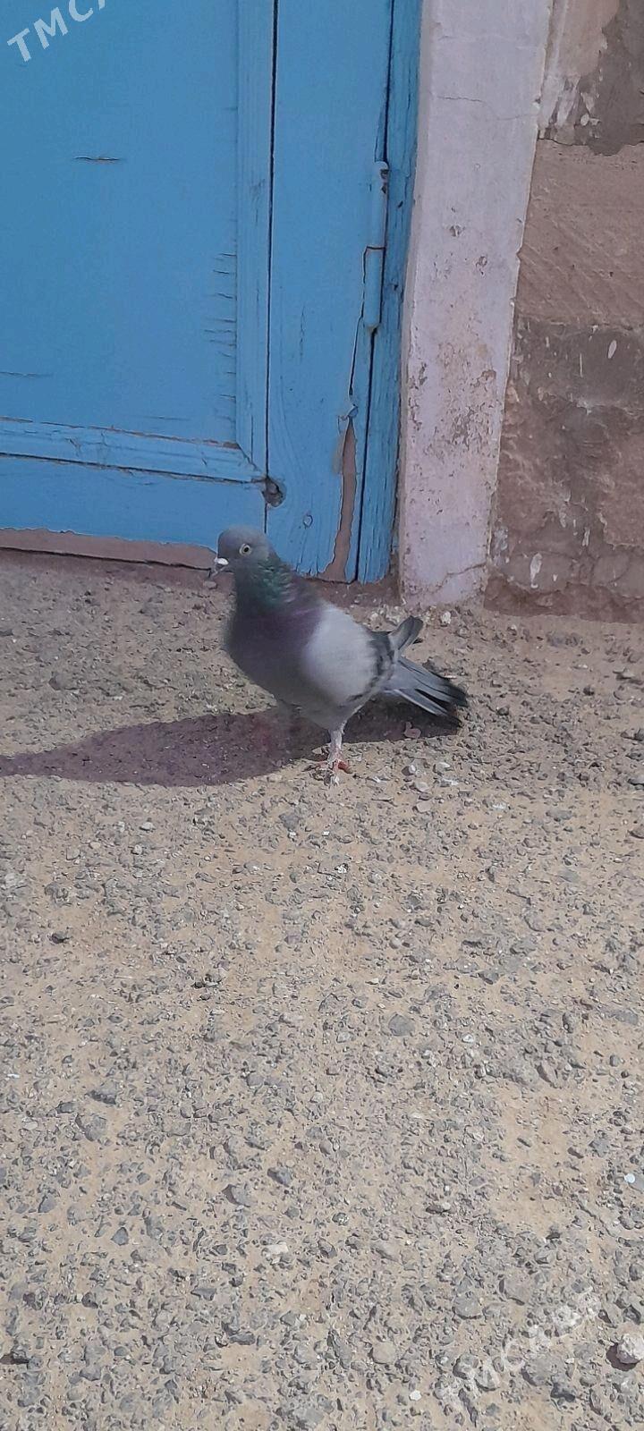 kepderi - Gyzylarbat - img 2