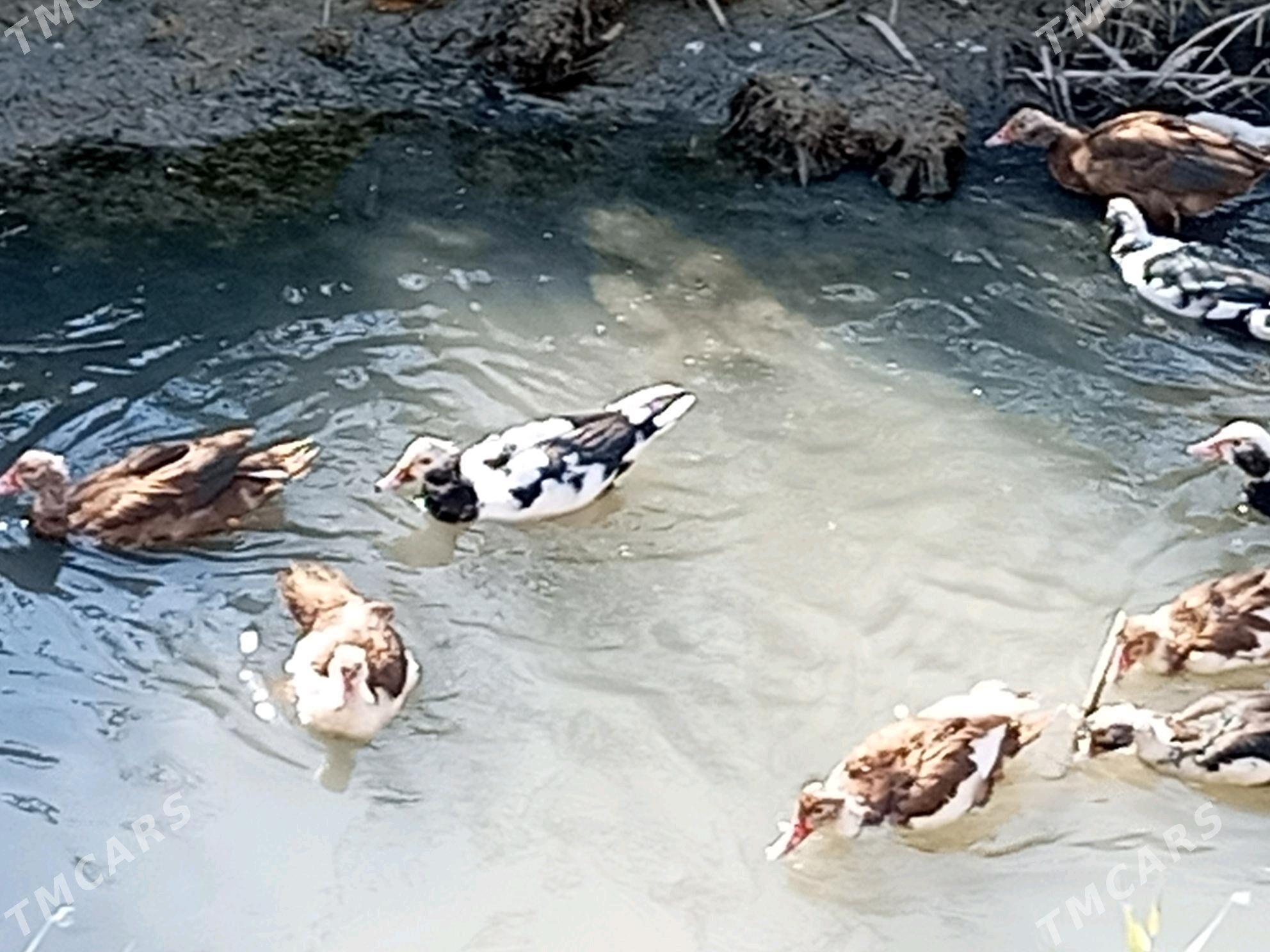 muskus ordeklar - Türkmenabat - img 6