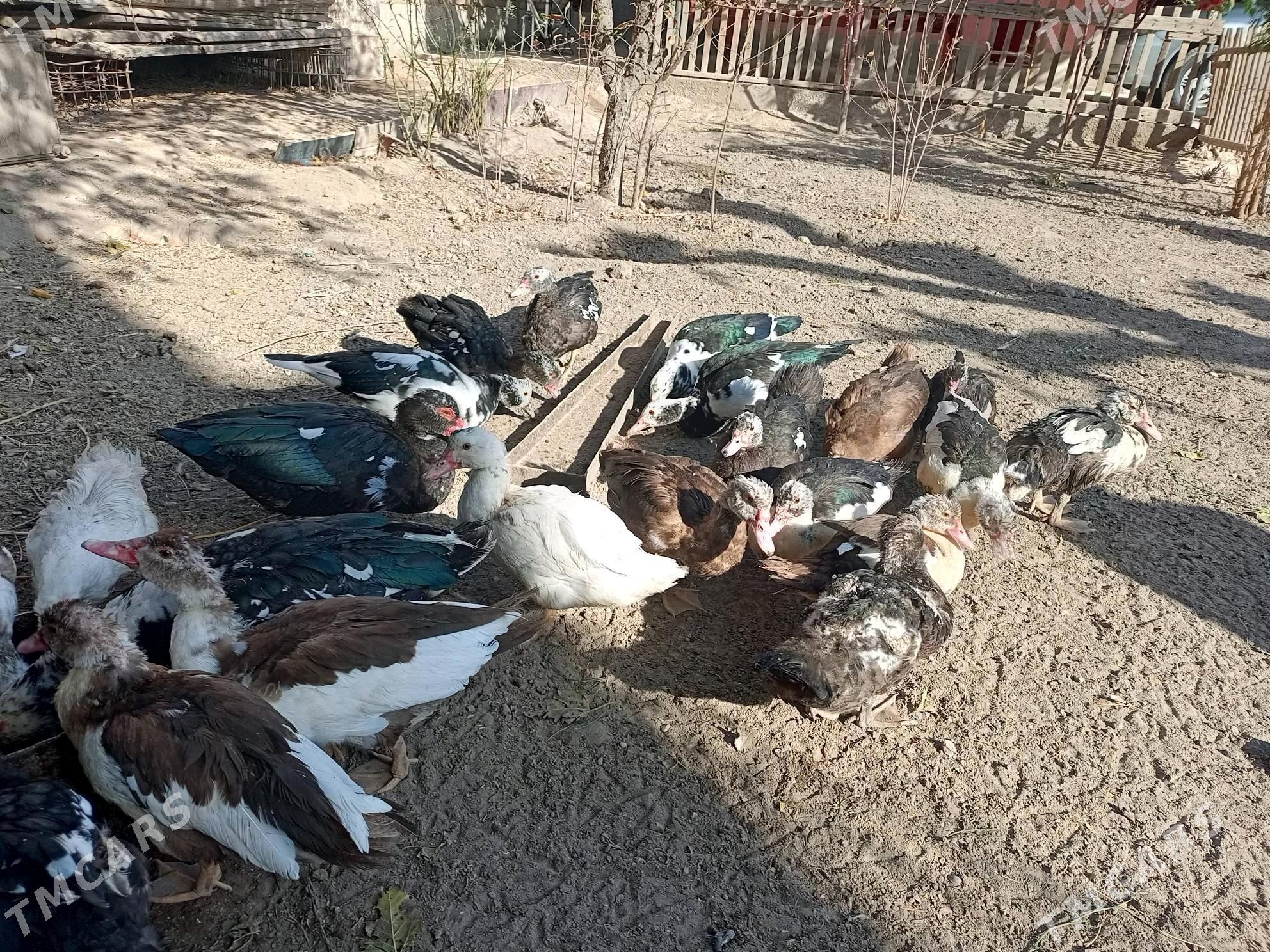 muskus ordeklar - Türkmenabat - img 1