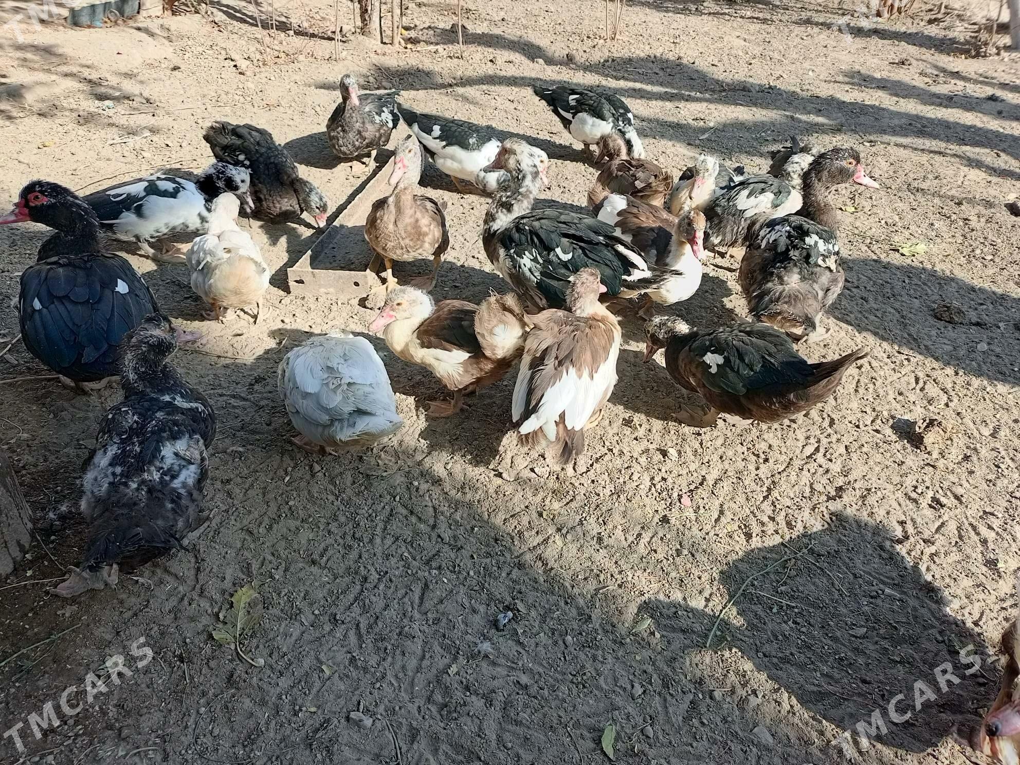 muskus ordeklar - Türkmenabat - img 7