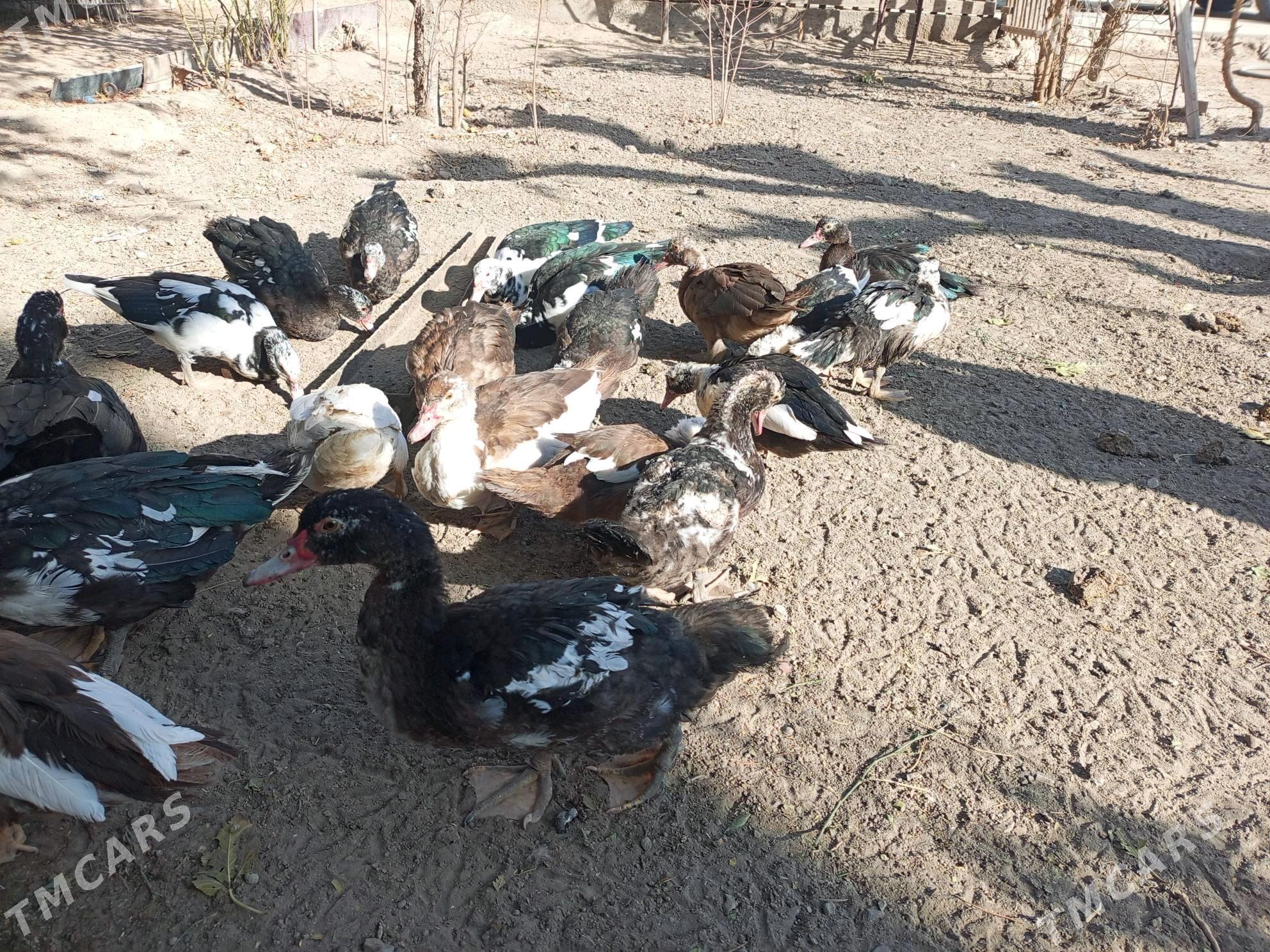 muskus ordeklar - Türkmenabat - img 3