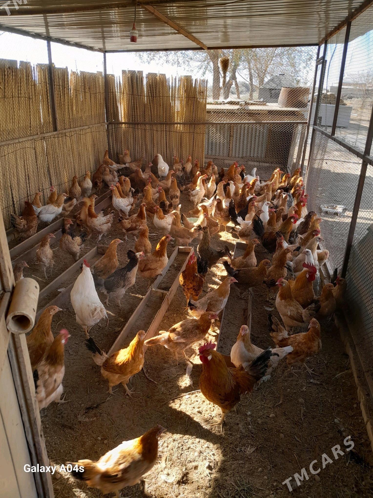 Yas Yumurtga guzlayan Towuklar - Oguz han - img 2