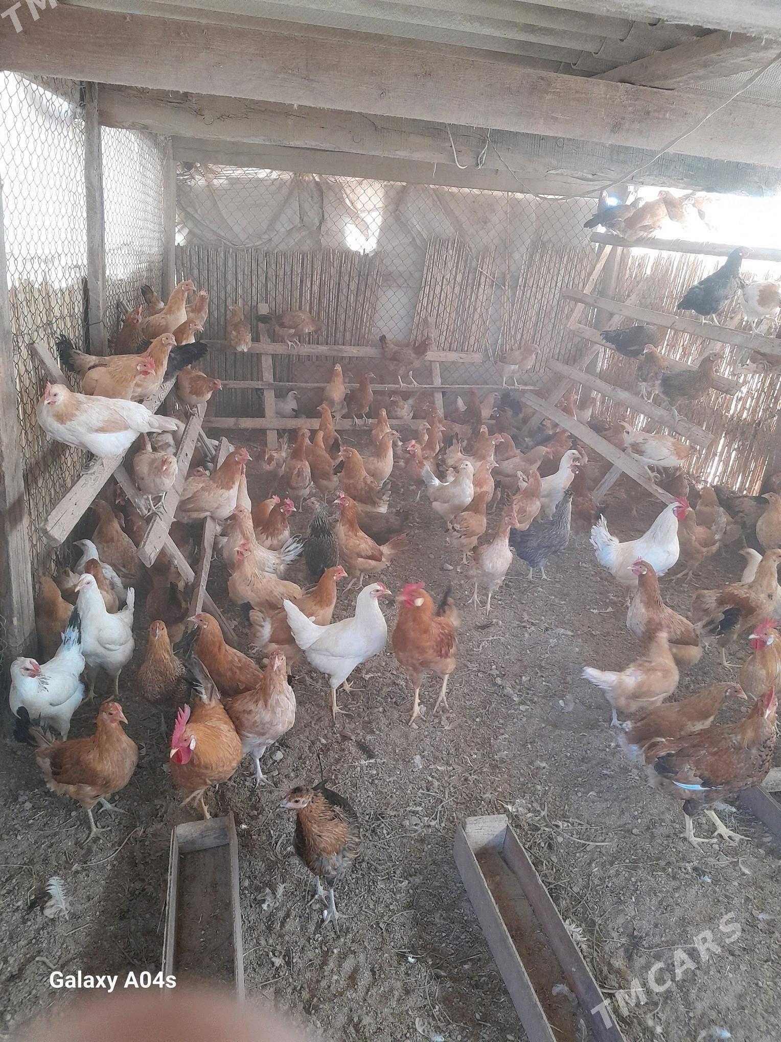 Yas Yumurtga guzlayan Towuklar - Oguz han - img 3