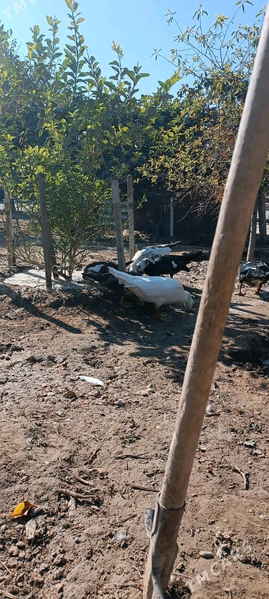 gaaz indawutga - Gypjak - img 4